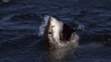 slow motion shark GIF by Discovery Europe