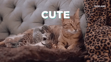 2 chainz cat GIF by MOST EXPENSIVEST