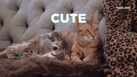 cute cat gifs