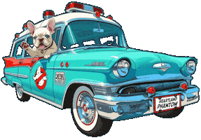 Ghost Busters Sticker by OKC Frenchies