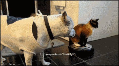 giphy.gif