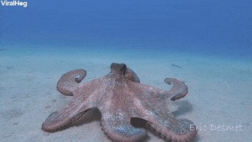 Ocean Floor Octopus GIF by ViralHog