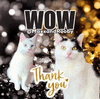 Cats Wow GIF