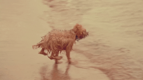 Dogs Jumping GIF by Pure Noise Records - Find & Share on GIPHY