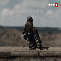 Eagle Nation GIF by TRT