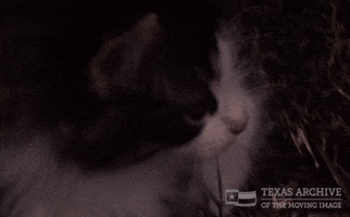 Cat GIF by Texas Archive of the Moving Image