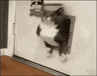 A-very-fat-cat GIFs - Get the best GIF on GIPHY