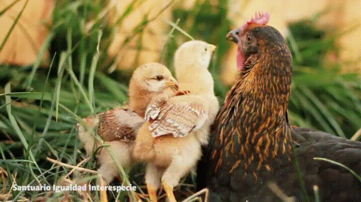 mama ogląda GIF