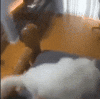 Cat Dance GIF