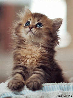 Kittens GIFs - Get the best GIF on GIPHY