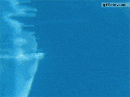Dolphin Rings GIF