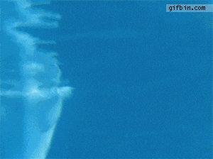 dolphin rings GIF