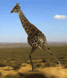 Giraffe Fight Gifs Get The Best Gif On Giphy - roblox giraffe gif