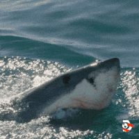 shark bite gif