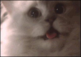 Image result for scary cat gif