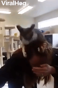 Shelter Kitty Clings to and Grooms Human