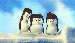 penguins of madagascar penguin GIF