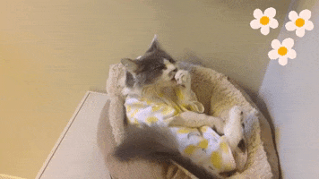 Onesie GIF