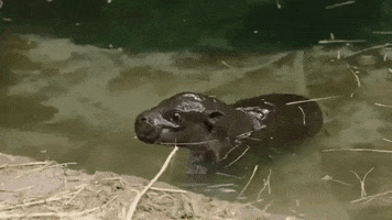 Baby Hippo GIF by San Diego Zoo