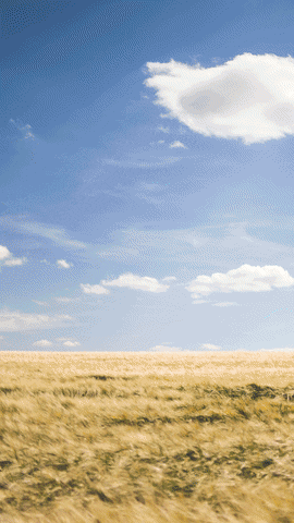 Design GIF