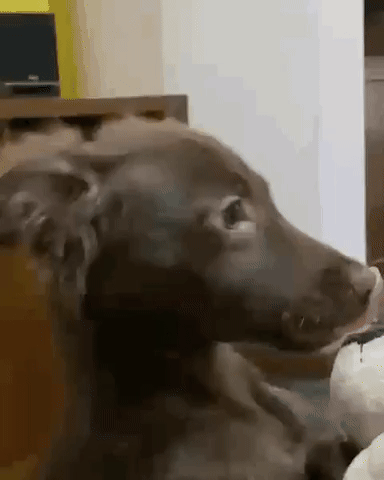 Chandelle Dog Cachorro Puppy Dog Sai Fora Outta Here GIF