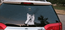 Westie Wipers GIF by WiperTags Wiper Covers
