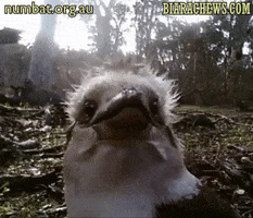 Biara Chews GIF