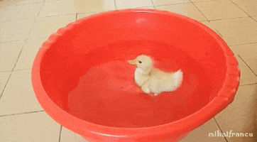 200.gif?cid=fc005b08b343059e37706b7b1e25a30e161a1eabddc0465e&rid=200.gif&ct=g