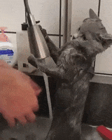 Cat Bathing GIF by JustViral