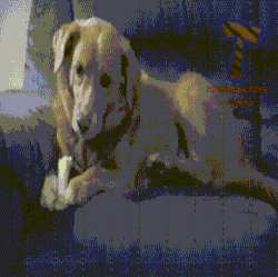 has