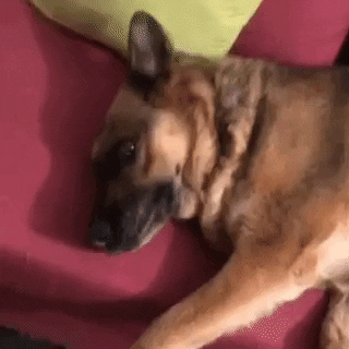 Love GIF
