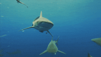 Discovery Swimming GIF by Shark Week