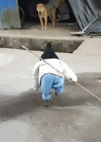 Bird Omg GIF by JustViral