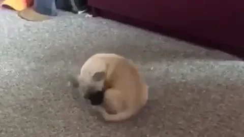 Dog GIF by Charli XCX