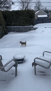 Dog Slips in Icy Yard