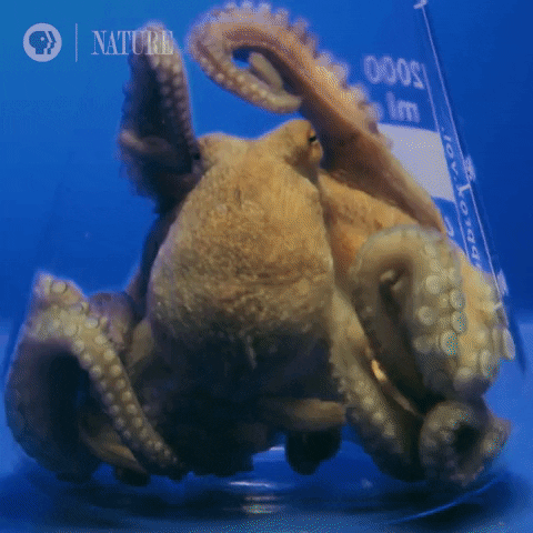 Marine Life Sea GIF by Nature on PBS