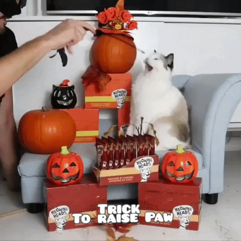 barkingheads meowing heads meowingheads halloween cat trick trickfortreats GIF