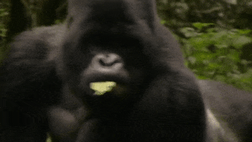 explore  GIF