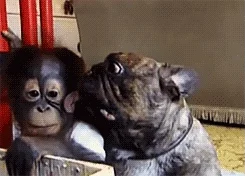 french bulldog tongue GIF