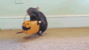 GIF