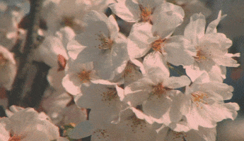 flowers GIF