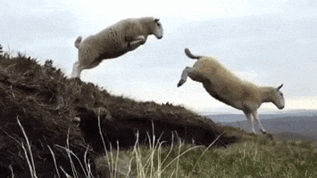 Counting Sheep GIFs - Get the best GIF on GIPHY