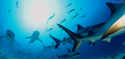 Shark Predator GIF - Find & Share on GIPHY