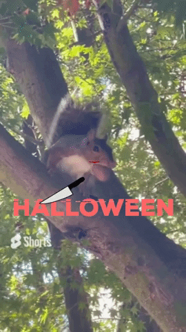 Halloween GIF