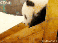 Baby Pandas Gifs Get The Best Gif On Giphy