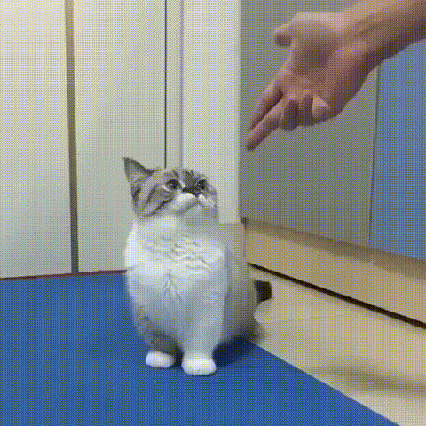 Cat Pet GIF by Yêu Lu