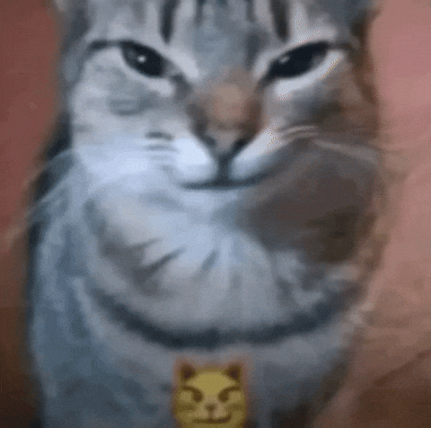 Cat Smile GIF