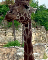 SAZOO sneaky giraffe im watching you giraffes GIF