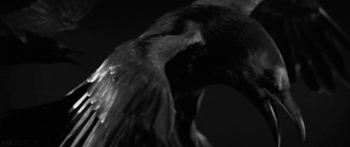 Image result for gif raven bird
