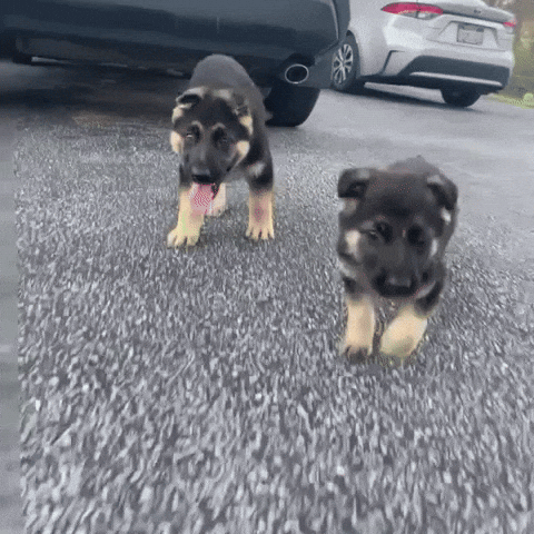 Shenandoah Shepherd Rescue GIF